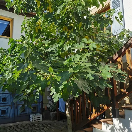 דירה Casa Rose Pere *