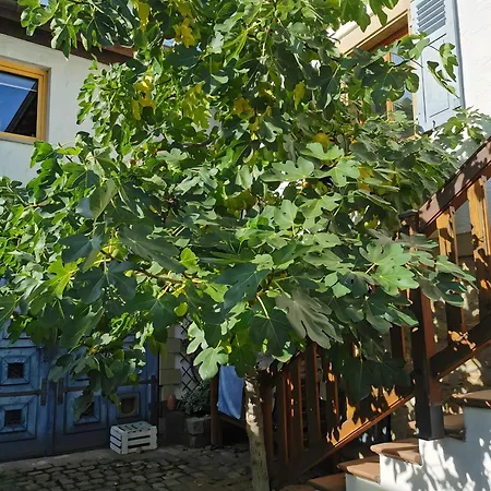 Casa Rose Pere *