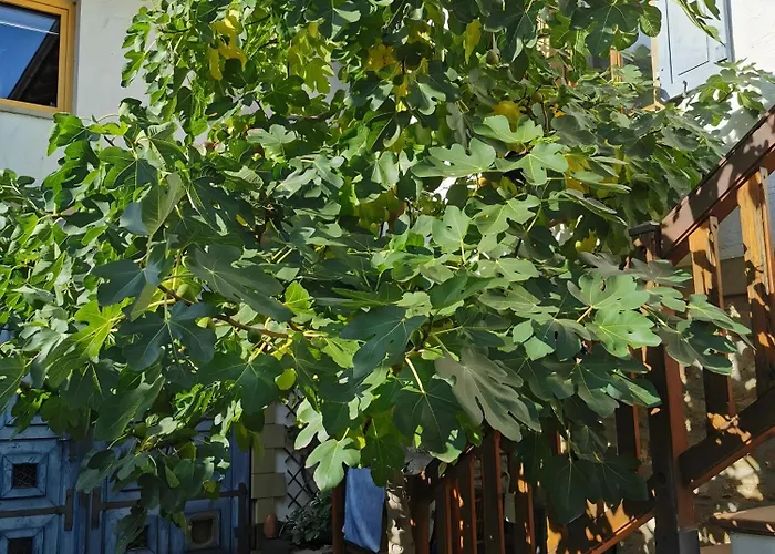 Appartamento Casa Rose Pere *